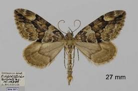 Attēlu rezultāti vaicājumam “Thera variata”