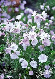 Image result for Malva moschata