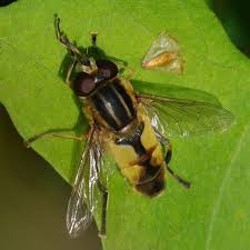 Attēlu rezultāti vaicājumam “Helophilus hybridus”