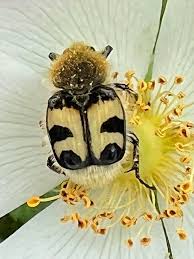 Attēlu rezultāti vaicājumam “Trichius fasciatus”