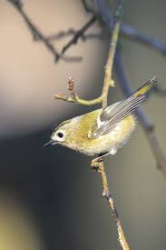 Attēlu rezultāti vaicājumam “Regulus regulus adult”