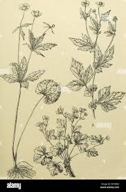 Attēlu rezultāti vaicājumam “Ranunculus cassubicus flower”