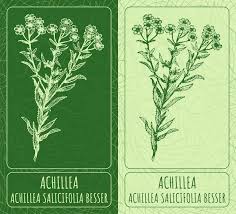 Attēlu rezultāti vaicājumam “Achillea salicifolia”