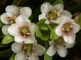 Attēlu rezultāti vaicājumam “Glaux maritima”