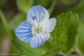 Attēlu rezultāti vaicājumam “Veronica persica”