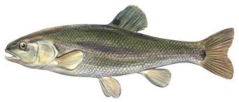 Image result for Coregonus clupeaformis