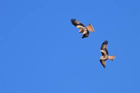 Image result for Milvus milvus