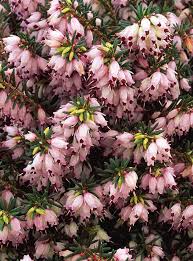 Attēlu rezultāti vaicājumam “Erica x darleyensis flower”
