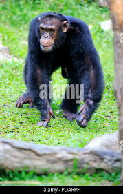 Attēlu rezultāti vaicājumam “Troglodytes troglodytes adult”