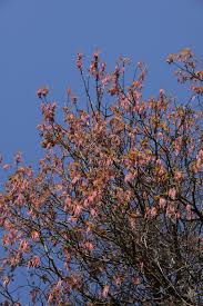 Attēlu rezultāti vaicājumam “Acer negundo male flower”