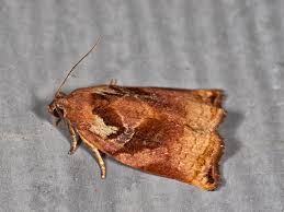 Attēlu rezultāti vaicājumam “Archips podana”