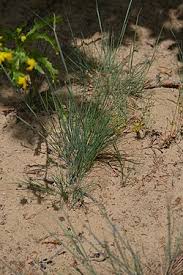 Attēlu rezultāti vaicājumam “Corynephorus canescens flower”