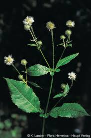 Image result for Dipsacus pilosus
