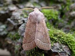 Attēlu rezultāti vaicājumam “Orthosia cerasi”