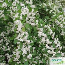 Attēlu rezultāti vaicājumam “Cotoneaster multiflorus”