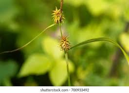 Attēlu rezultāti vaicājumam “Carex lepidocarpa fruit”