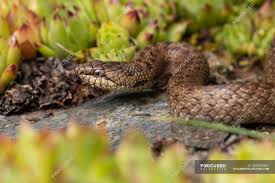 Attēlu rezultāti vaicājumam “Coronella austriaca”