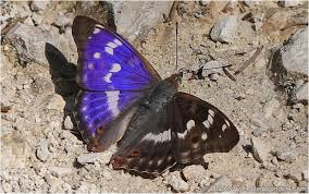 Attēlu rezultāti vaicājumam “Apatura ilia male”