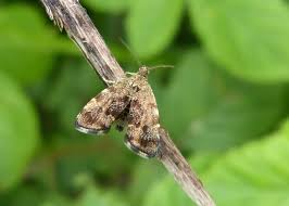 Attēlu rezultāti vaicājumam “Epermenia falciformis”