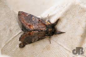 Attēlu rezultāti vaicājumam “Notodonta dromedarius”