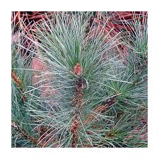 Attēlu rezultāti vaicājumam “Pinus peuce”