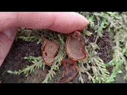 Attēlu rezultāti vaicājumam “Hymenochaete tabacina”