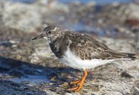 Attēlu rezultāti vaicājumam “Arenaria interpres adult”