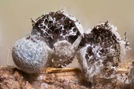 Attēlu rezultāti vaicājumam “Badhamiopsis praetermissa”