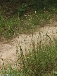 Attēlu rezultāti vaicājumam “Dactylis glomerata subsp. glomerata”