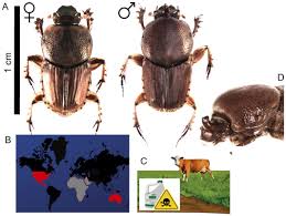 Attēlu rezultāti vaicājumam “Aphodius sp. imago”