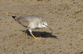 Image result for Tringa brevipes