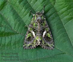 Attēlu rezultāti vaicājumam “Trachea atriplicis”