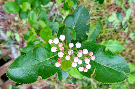 Attēlu rezultāti vaicājumam “Aronia melanocarpa bud”