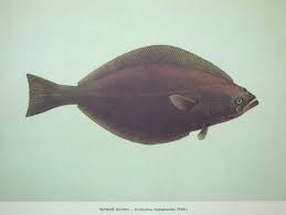 Image result for Reinhardtius hippoglossoides