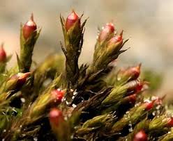 Attēlu rezultāti vaicājumam “Schistidium apocarpum macro”