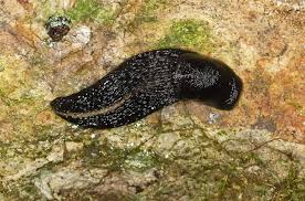 Attēlu rezultāti vaicājumam “Limax cinereoniger”