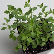 Image result for Oregano