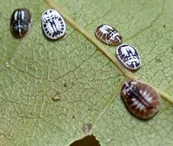 Attēlu rezultāti vaicājumam “Aleurochiton aceris”