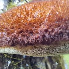 Attēlu rezultāti vaicājumam “Inonotus leporinus”