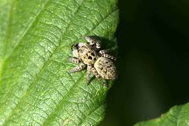 Attēlu rezultāti vaicājumam “Xanthogramma sp.”