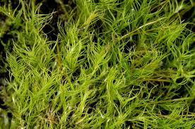 Attēlu rezultāti vaicājumam “Distichium capillaceum”