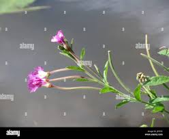 Attēlu rezultāti vaicājumam “Epilobium hirsutum leaf”