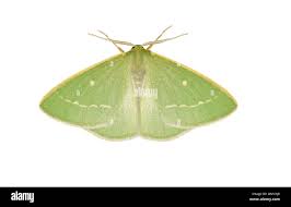 Attēlu rezultāti vaicājumam “Thetidia smaragdaria”