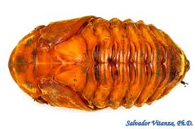 Attēlu rezultāti vaicājumam “Scardia boletella pupa”