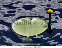 Attēlu rezultāti vaicājumam “Nuphar lutea”