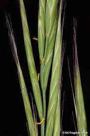 Attēlu rezultāti vaicājumam “Brachypodium sylvaticum leaf”