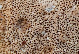 Attēlu rezultāti vaicājumam “Gloeoporus taxicola”