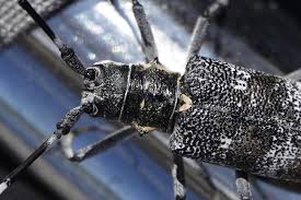 Attēlu rezultāti vaicājumam “Monochamus galloprovincialis”