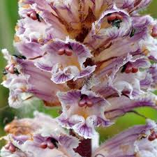 Attēlu rezultāti vaicājumam “Orobanche coerulescens flower”