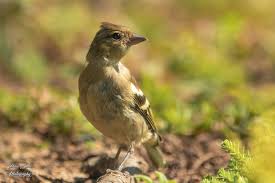 Attēlu rezultāti vaicājumam “Fringilla coelebs juvenile”